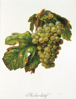 Ampelograhie. grape variety science. oenology. viticulture. grape. vine. Meslier Hatif grape.