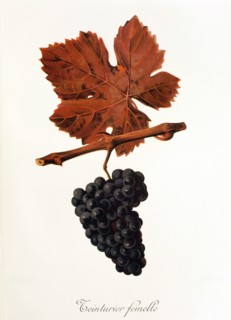 Ampelograhie. grape variety science. oenology. viticulture. grape. vine. Teinturier Femelle grape.