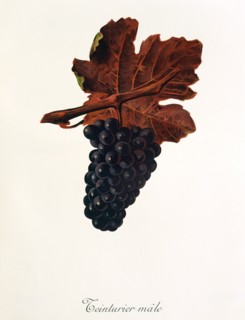 Ampelograhie. grape variety science. oenology. viticulture. grape. grapevine. Teinturier Male grape