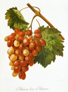 Ampelograhie. grape variety science. oenology. viticulture. grape. vine. Ahmeur Bou Hameur grape.