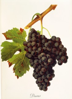 Ampelograhie. grape variety science. oenology. viticulture. grape. grapevine. Duras grape.
