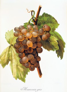 Ampelograhie. grape variety science. oenology. viticulture. grape. vine. Morocain Gris grape.