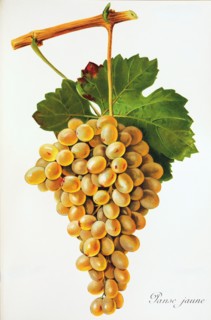 Ampelograhie. grape variety science. oenology. viticulture. grape. vine. Panse Jaune grape.