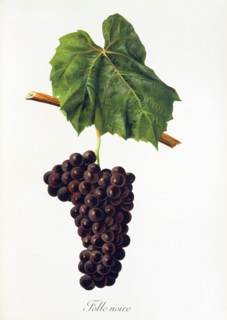 Ampelograhie. grape variety science. oenology. viticulture. grape. grapevine. Folle Noire grape.