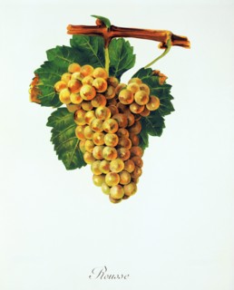 Ampelograhie. grape variety science. oenology. viticulture. grape. vine. Rousse grape. digitally