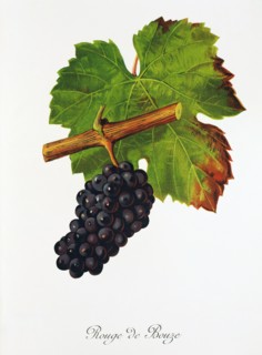Ampelograhie. grape variety science. oenology. viticulture. grape. vine. Rouge de Bouze grape.