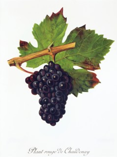 Ampelograhie. grape variety science. oenology. viticulture. grape. vine. Plant Rouge de Chaudenay