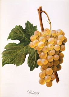 Ampelograhie. grape variety science. oenology. viticulture. grape. vine. Balavry grape. digitally