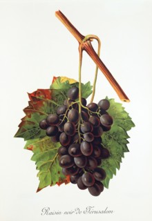 Ampelograhie. grape variety science. oenology. viticulture. grape. grapevine. Raisin Noir de