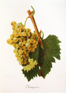Ampelograhie. grape variety science. oenology. viticulture. grape. vine. Cramposie grape. digitally