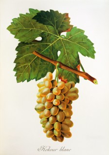 Ampelograhie. grape variety science. oenology. viticulture. grape. vine. Kokour Blanc grape.