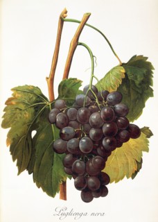 Ampelograhie. grape variety science. oenology. viticulture. grape. grapevine. Luglienga Nera grape.