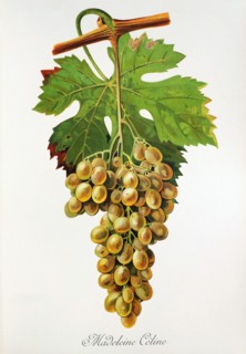Ampelograhie. grape variety science. oenology. viticulture. grape. vine. Madeleine Celine grape.
