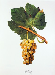 Ampelograhie. grape variety science. oenology. viticulture. grape. grapevine. Albourla grape.