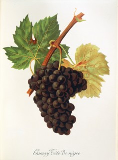 Ampelograhie. grape variety science. oenology. viticulture. grape. vine. Gamay Tete de Negre grape.
