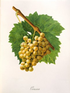 Ampelograhie. grape variety science. oenology. viticulture. grape. grapevine. Grassa grape.