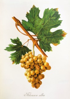 Ampelograhie. grape variety science. oenology. viticulture. grape. grapevine. Feteasca Alba grape.