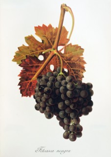 Ampelograhie. grape variety science. oenology. viticulture. grape. vine. Feteasca Neagra grape.