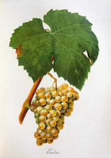 Ampelograhie. grape variety science. oenology. viticulture. grape. vine. Erdei grape. a white grape