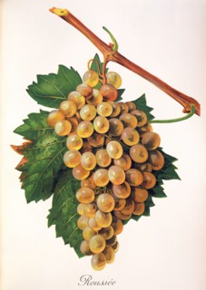 Ampelograhie. Grape variety science. Oenology. Viticulture. Grape. Vine. Roussanne is a white wine