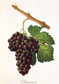 Ampelograhie. Grape variety science. Oenology. Viticulture. Grape. Vine. Mourvaison is a vigorous