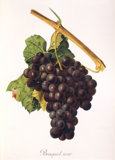 Ampelograhie. grape variety science. oenology. viticulture. grape. vine. Braquet Noir grape. an