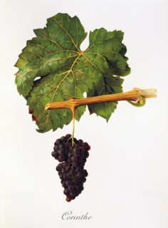 Ampelograhie. grape variety science. oenology. viticulture. grape. vine. Corinth grape. small.