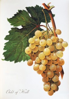 Ampelograhie. grape variety science. oenology. viticulture. grape. grapevine. Child of Hall grape.