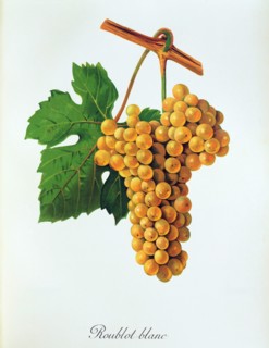 Ampelograhie. grape variety science. oenology. viticulture. grape. vine. Roublot Blanc grape. a