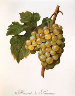 Ampelograhie. Grape variety science. Oenology. Viticulture. Grape. Grape vine. Muscat précoce de