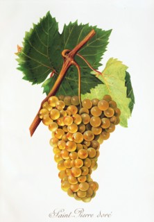 Ampelograhie. grape variety science. oenology. viticulture. grape. vine. Saint-Pierre Dore' grape.