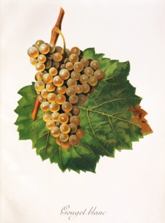 Ampelograhie. grape variety science. oenology. viticulture. grape. grapevine. Gouget Blanc grape.
