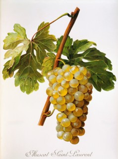 Ampelograhie. grape variety science. oenology. viticulture. grape. vine. Muscat Saint-Laurent grape