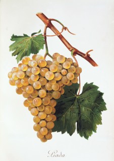 Ampelograhie. grape variety science. oenology. viticulture. grape. vine. Liada grape. digitally