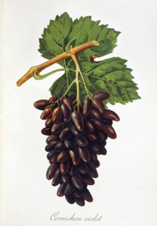 Ampelograhie. Grape variety science. Oenology. Viticulture. Grape. Vine. Purple Cornichon is a late