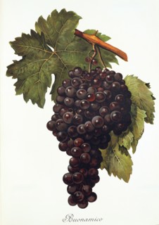 Ampelograhie. grape variety science. oenology. viticulture. grape. vine. Buonamico grape. digitally