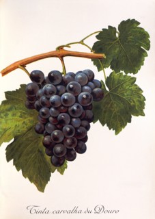 Ampelograhie. grape variety science. oenology. viticulture. grape. vine. Tinta Carvalha du Douro