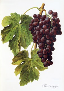 Ampelograhie. grape variety science. oenology. viticulture. grape. vine. Prie' Rouge grape.