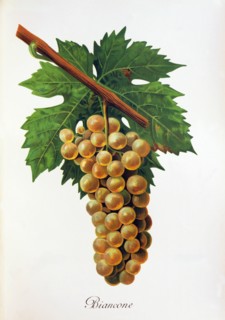Ampelograhie. grape variety science. oenology. viticulture. grape. vine. Biancone grape. digitally
