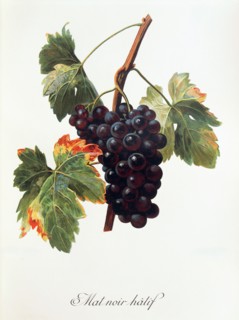 Ampelograhie. grape variety science. oenology. viticulture. grape. vine. Mat Noir Hatif grape.