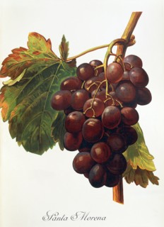 Ampelograhie. grape variety science. oenology. viticulture. grape. grapevine. Santa Morena grape.