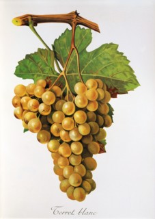 Ampelograhie. grape variety science. oenology. viticulture. grape. vine. Terret Blanc grape.