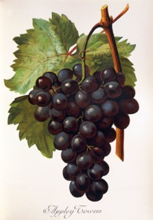 Ampelograhie. grape variety science. oenology. viticulture. grape. grapevine. Appley Towers grape.