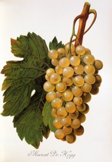 Ampelograhie. grape variety science. oenology. viticulture. grape. vine. Muscat Dr. Hogg grape.