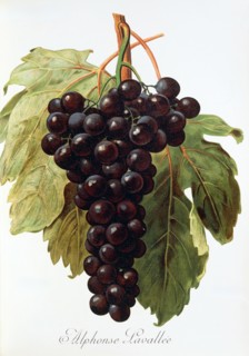Ampelograhie. grape variety science. oenology. viticulture. grape. vine. Alphonse Lavallee grape.