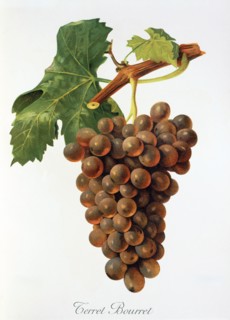 Ampelograhie. grape variety science. oenology. viticulture. grape. vine. Terret Bourret grape.