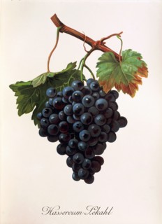 Ampelograhie. grape variety science. oenology. viticulture. grape. vine. Hasseroum Lekahl grape.
