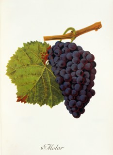 Ampelograhie. grape variety science. oenology. viticulture. grape. vine. molar grape. digitally