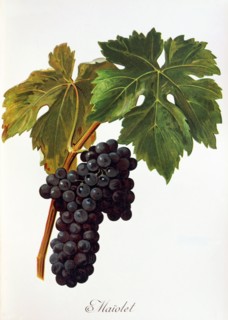 Ampelograhie. grape variety science. oenology. viticulture. grape. vine. Maiolet grape. digitally