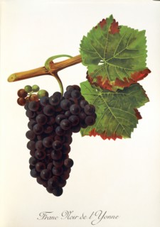 Ampelograhie. grape variety science. oenology. viticulture. grape. vine. Franc Noir de l'Yonne